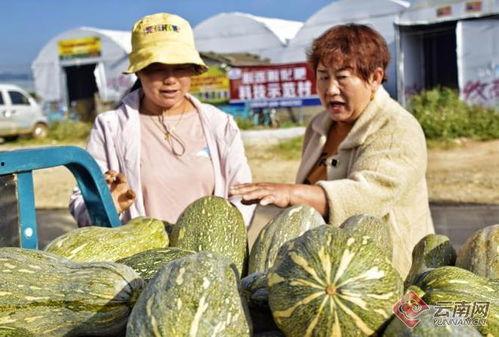 云南弥勒小瓜今日行情