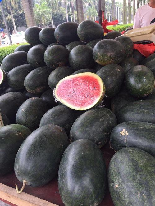 云南弥勒小瓜今日行情