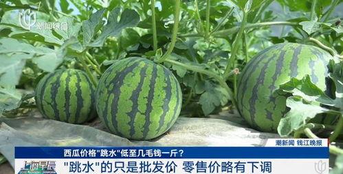 今日吃瓜价格最新行情