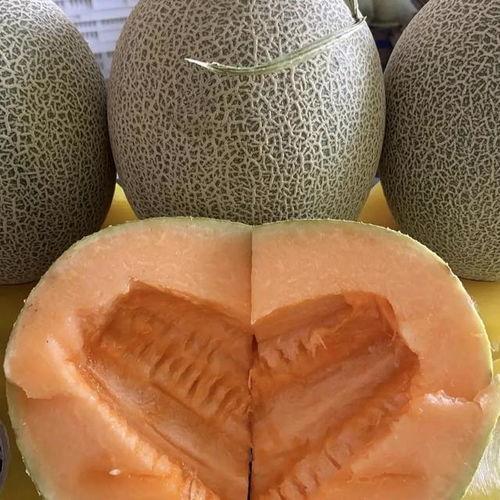 哈密瓜今日的价格