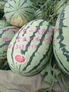 靖远硒砂瓜今日价