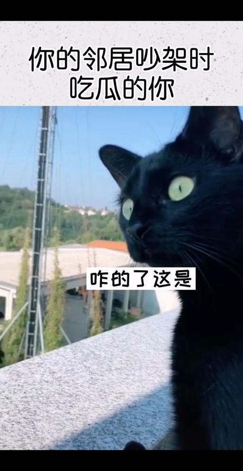 带你吃瓜黑鸟是什么歌曲