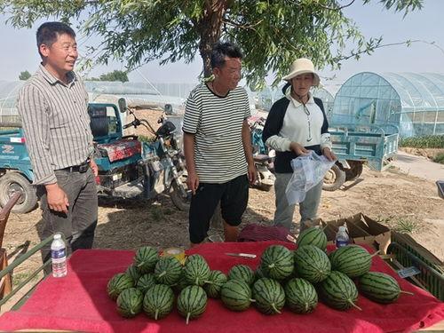 小吊瓜山西今日价格,市场行情一览”