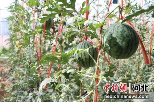 小吊瓜山西今日价格,市场行情一览”