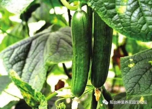 吃瓜群众李黑蛋,揭秘娱乐圈幕后风云