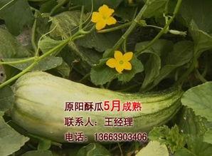 酥瓜今日价位最新行情,今日最新价位一览