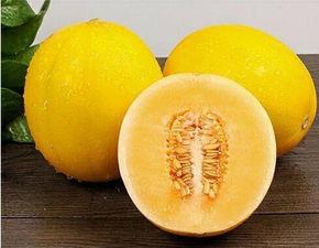 蜜瓜热门音乐有哪些名字,盘点夏日炎炎中的清凉旋律