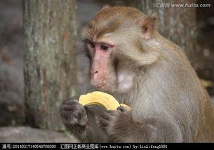 黑猴子吃大瓜图片搞笑版,萌态百出笑翻众人