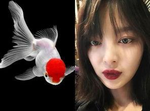 金鱼明星网红叫什么,闪耀水族界的璀璨明珠