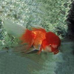 金鱼明星网红叫什么,闪耀水族界的璀璨明珠