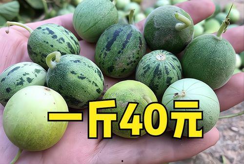 2024年小瓜今日价格,今日行情一览”