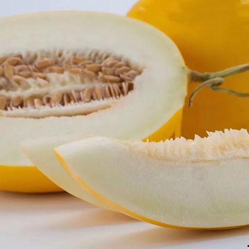 什么鱼吃黑蜜瓜最好,揭秘谁最适合享用黑蜜瓜盛宴