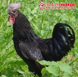 梦见吃黑鸡瓜,探寻黑鸡瓜的神秘寓意