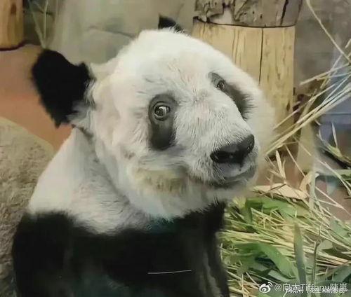 明星网红熊猫丫丫简介,萌动万千粉丝的治愈系女神