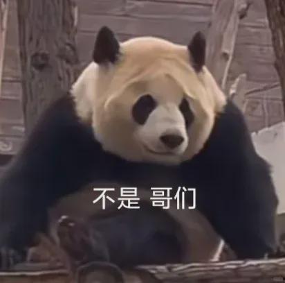 明星网红熊猫丫丫简介,萌动万千粉丝的治愈系女神