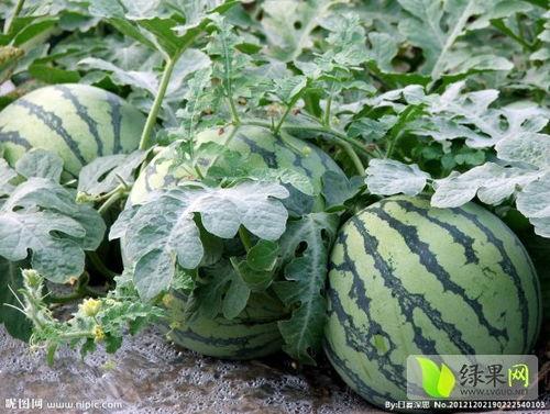 面瓜今日价格行情,价格波动解析与市场趋势洞察