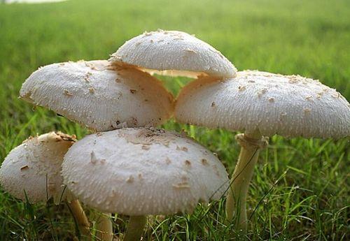 17cg吃瓜官网黑料蘑菇,揭秘网络八卦背后的真相