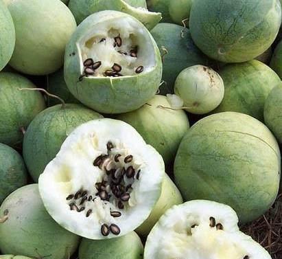 吃的黑瓜是西瓜子吗图片,黑瓜中的美味宝藏