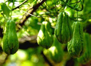 有关佛手瓜的热门音乐,佛手瓜旋律下的心灵之旅