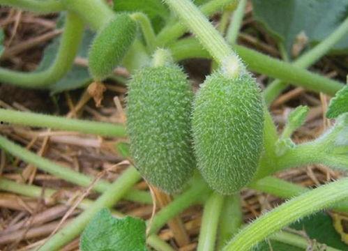 摘吊瓜热门文案搞笑图片,笑果连连，文案搞笑图来袭！