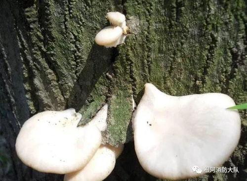 吃方瓜能吃黑蘑菇吗,探索食用搭配的奥秘