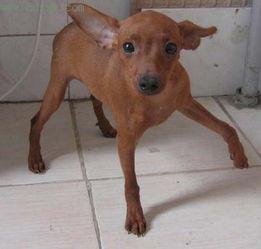 明星网红的杜宾,明星宠物的时尚生活揭秘