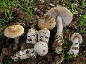 吃瓜爆料黑料蘑菇视频下载,蘑菇视频下载背后的黑料风云