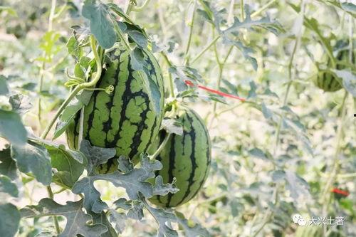 今日吃瓜每日大瓜网红黑料,揭秘吃瓜群众热议的网红黑料大瓜