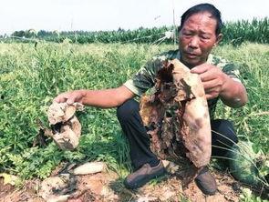 兴平吃瓜最新事件爆料新闻,最新爆料揭示惊人内幕