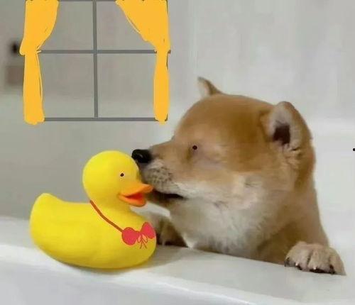 吃瓜爆料张翰刘昊然,娱乐圈的神秘邂逅