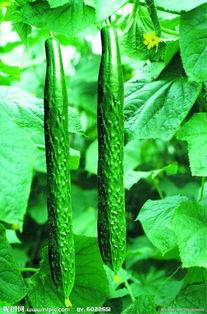 吃黑刺瓜的好处与功效禁忌,营养宝藏与养生禁忌解析