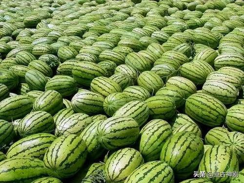 黑料吃瓜中心热门大瓜,黑料吃瓜中心热门大瓜盘点