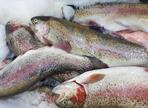 什么鱼吃黑蜜瓜好吃,哪种鱼最钟爱？