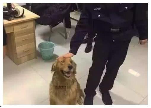 吃瓜黑料爆料门事件警犬,警犬如何助力事件侦破