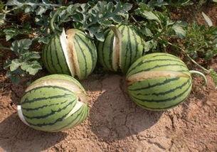 黑料不答应吃瓜,坚守原则，拒绝盲目跟风“吃瓜”