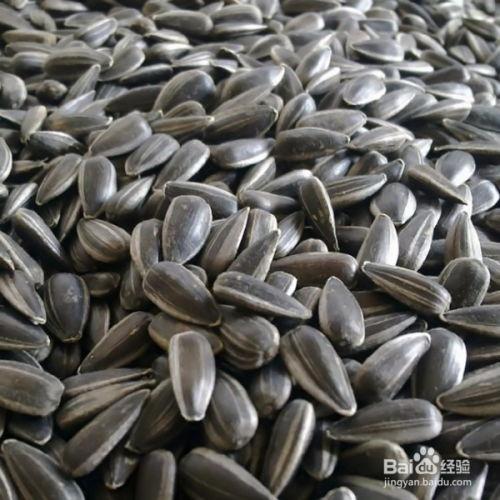 黑瓜吃瓜子,黑瓜吃瓜子的奇妙之旅