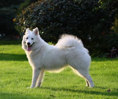 萨摩耶明星网红叫什么,萌宠界的璀璨之星