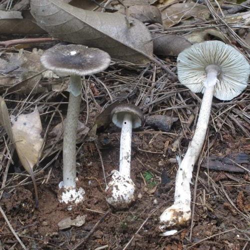 黑料吃瓜网蘑菇视频,揭秘娱乐圈幕后真相